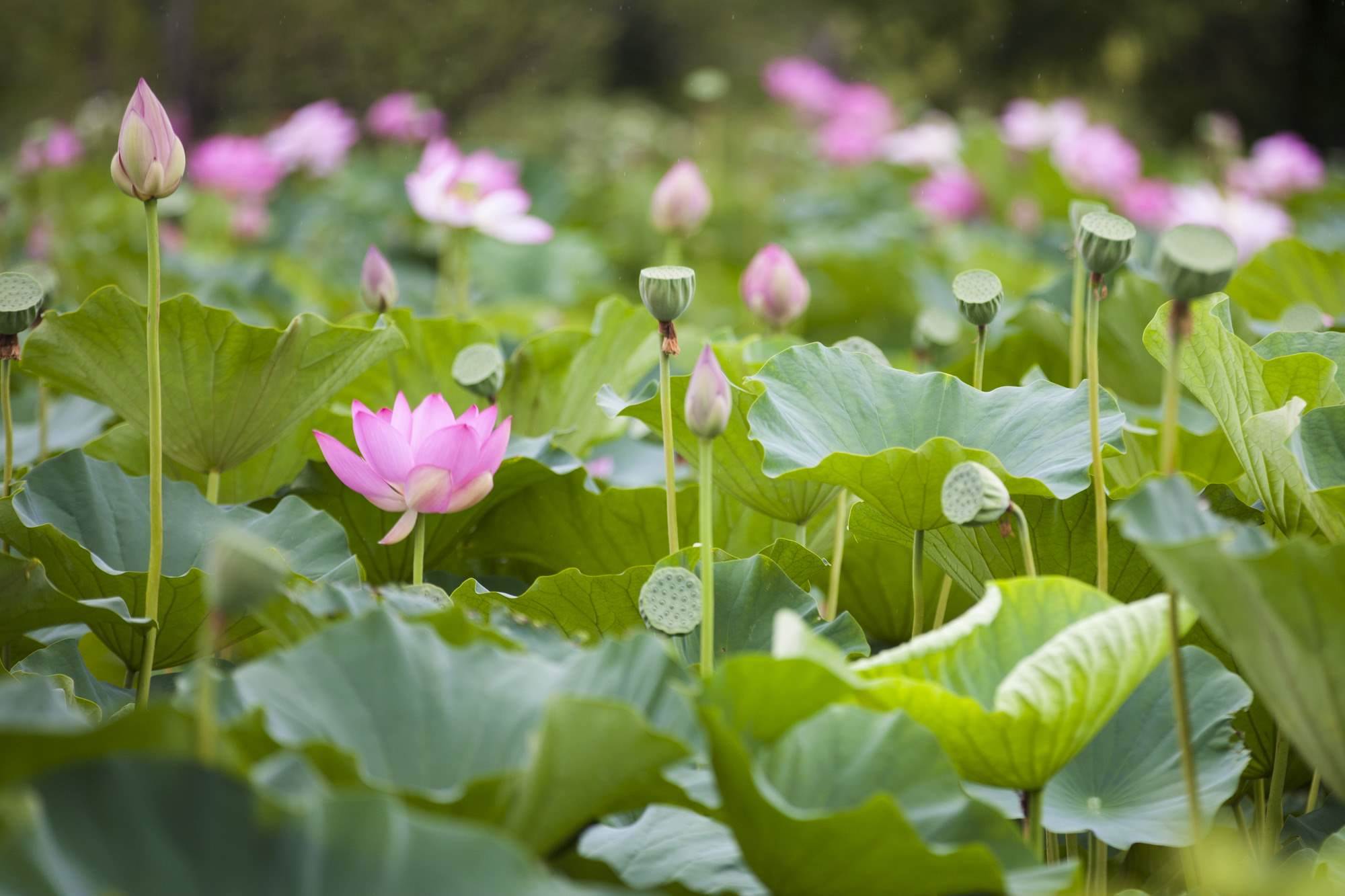 Lotus Flowers